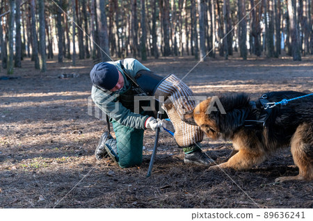 The instructor trains the dog for patrol and guard duty. A man standing on one knee pulls a bite sleeve from the animal's mouth. Working dogs. Series part 89636241