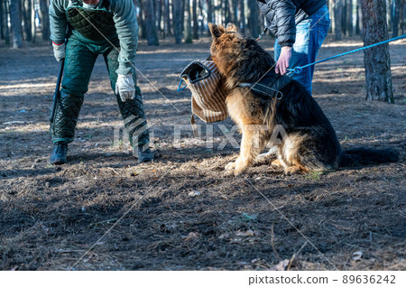 German Shepherd sits and holds his bite sleeve in his mouth. The owner is standing next to the animal. Trainer tries to pull the bite sleeve out of the dog's mouth. Training dogs guard duty. German Shepherd sits and holds his bite sleeve in his mouth. The owner is standing next to the animal. Trainer tries to pull the bite sleeve out of the dog's mouth. Training dogs guard duty. 89636242