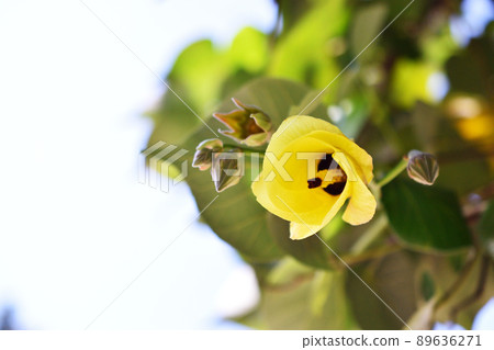 芙蓉 tiliaceus Yuna 89636271