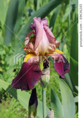 春天在日本公園盛開的紅紫色德國鳶尾花 89636285