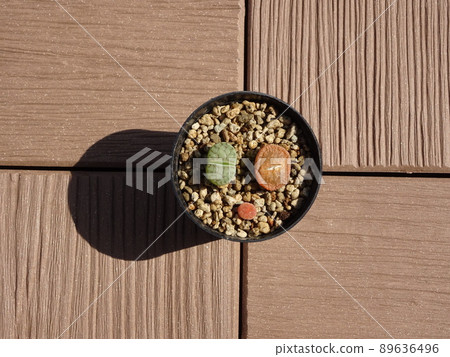 Colorful group planting of Lithops crow Montana, a succulent plant in the roof garden Colorful group planting of Lithops crow Montana, a succulent plant in the roof garden 89636496