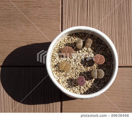 Colorful group planting of Lithops crow Montana, a succulent plant in the roof garden Colorful group planting of Lithops crow Montana, a succulent plant in the roof garden 89636498