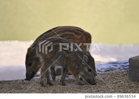 Beautiful little pigs wild in nature. Wild boar. Animal in the forest Beautiful little pigs wild in nature. Wild boar. Animal in the forest 89636554