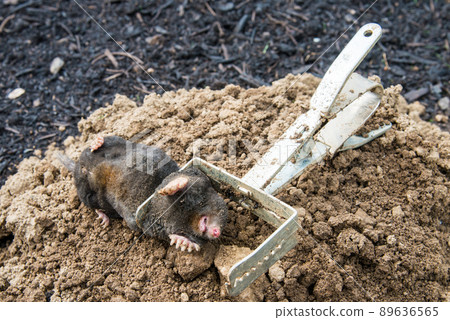 Caught european mole inside a trap placed on mole hill 89636565