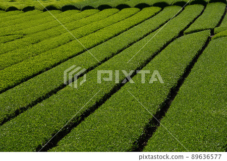 新鮮的綠茶種植園 89636577