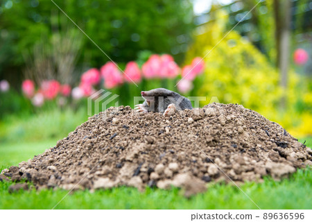 European mole (Talpa europaea) destroying lawn with its mole hills and underground tunnels 89636596