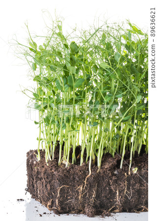 Pea sprouts taken from container with soil and roots, healthy eating home gardening concept 89636621