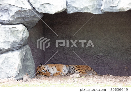 Amur tiger sleeping at enclosure Amur tiger sleeping at enclosure 89636649