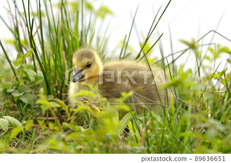 Canada goose, Branta canadensis, young 89636651