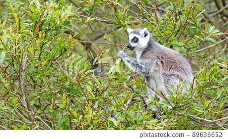 Lemur Catta (Maki) eating in a tree 89636652