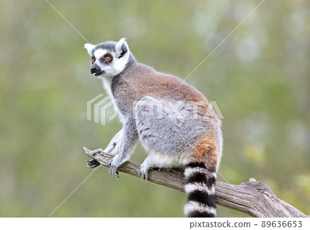 Lemur Catta (Maki) in nature 89636653