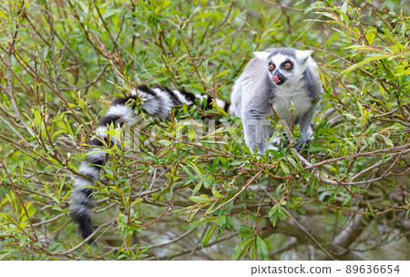 Lemur Catta (Maki) in nature 89636654