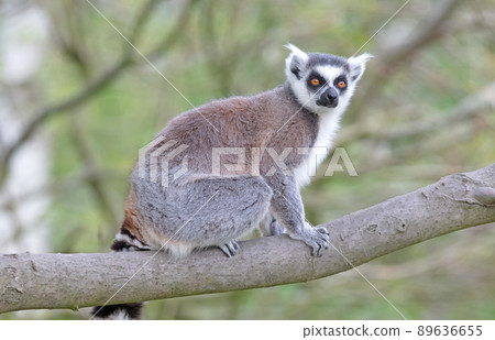 Lemur Catta (Maki) in nature Lemur Catta (Maki) in nature 89636655