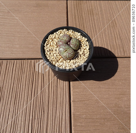 屋頂花園的肉質植物 Conophytum Wittbergense 小枝冠蔓藤花紋冠照片 屋頂花園的肉質植物 Conophytum Wittbergense 小枝冠蔓藤花紋冠照片 89636710