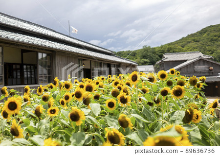 Shodoshima 24Hitomi Movie Park Sunflower 89636736