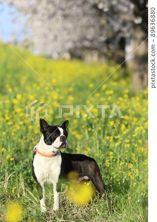 Mighty-kun, my dog Boston Terrier, who discovers something and stares at something while playing in the cherry blossoms and rape blossoms that bloom in full bloom under the blue sky ♡ Mighty-kun, my dog Boston Terrier, who discovers something and stares at something while playing in the cherry blossoms and rape blossoms that bloom in full bloom under the blue sky ♡ 89636880