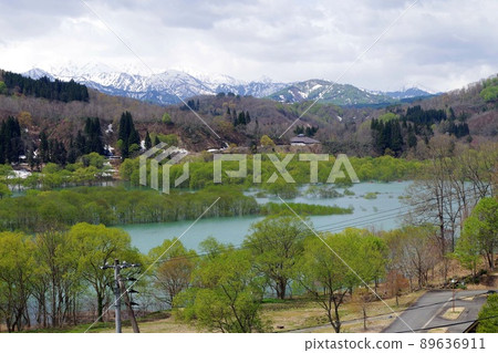 Submerged forest of Lake Shirakawa, Iide Town, Yamagata Prefecture Submerged forest of Lake Shirakawa, Iide Town, Yamagata Prefecture 89636911