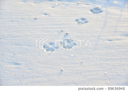 白色沙灘上可愛的狗腳印 89636948