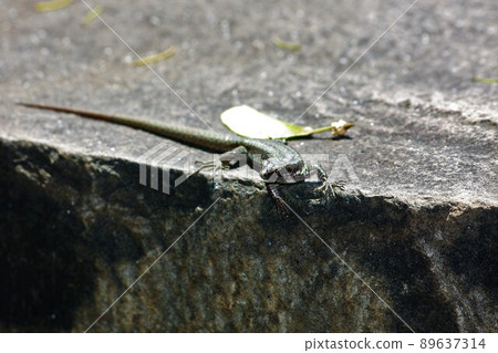 Lizard on a hot stone in Santa Catarina Park Funchal, Madeira, Portugal 89637314