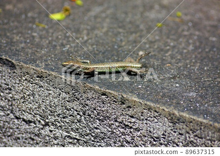 Tailless lizard on a hot stone in Santa Catarina Park Funchal, Madeira Island 89637315