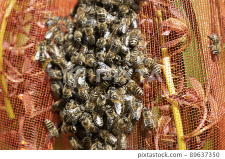 成群結隊的日本蜜蜂 89637350