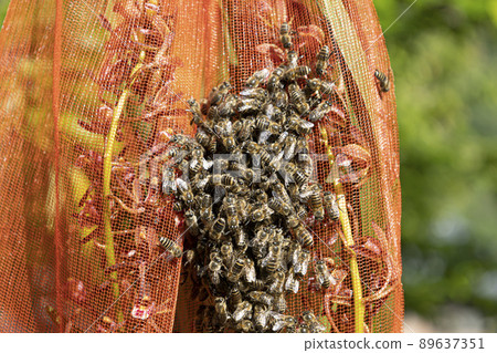 成群結隊的日本蜜蜂 成群結隊的日本蜜蜂 89637351