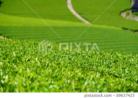 Tea plantations in Ishitera, the production center of Uji tea in Wazuka, Kyoto Prefecture 89637425
