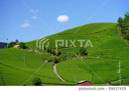 Tea plantations in Ishitera, the production center of Uji tea in Wazuka, Kyoto Prefecture Tea plantations in Ishitera, the production center of Uji tea in Wazuka, Kyoto Prefecture 89637429