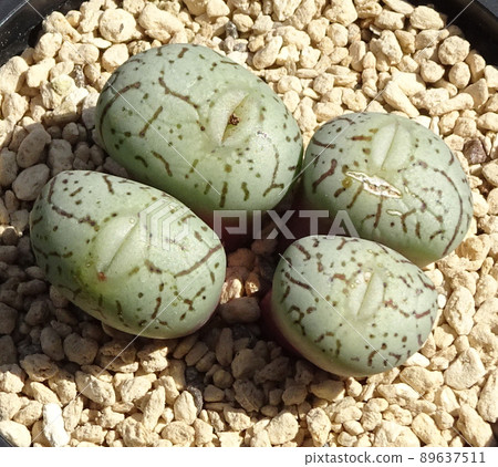 多肉植物 Conophytum Wittbergense 小虛線照片 多肉植物 Conophytum Wittbergense 小虛線照片 89637511
