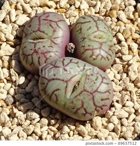 肉質植物 Conophytum Wittbergense 小枝冠蔓藤花紋冠照片 肉質植物 Conophytum Wittbergense 小枝冠蔓藤花紋冠照片 89637512