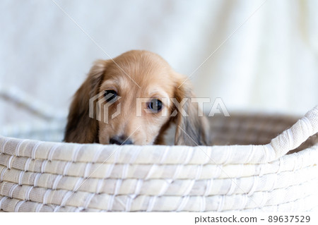 Puppy Kaninhen Dachshund Puppy Kaninhen Dachshund 89637529