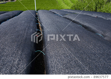 Fresh green tea plantation and black sheet of Kabusecha Fresh green tea plantation and black sheet of Kabusecha 89637577