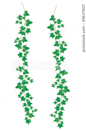 Ivy material Ivy material 89637607