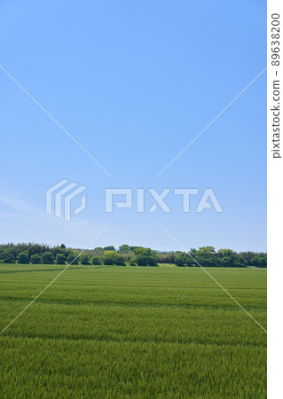 A state of the wheat field in early May and a copy space of the blue sky 89638200