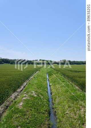 A state of the wheat field in early May and a copy space of the blue sky 89638201