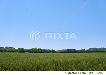 A state of the wheat field in early May and a copy space of the blue sky 89638202