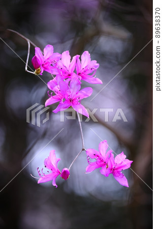 Mitsuba杜鵑花 Mitsuba杜鵑花 89638370