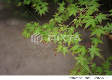 藍秋葉，藍楓特寫，複製空間，初夏風景 89638998