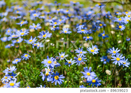 Blue felicia flowering daisy plants blooming in summer meadow Blue felicia flowering daisy plants blooming in summer meadow 89639023