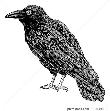 Crow Raven Corvus Bird Vintage Engraved Woodcut Crow Raven Corvus Bird Vintage Engraved Woodcut 89639098