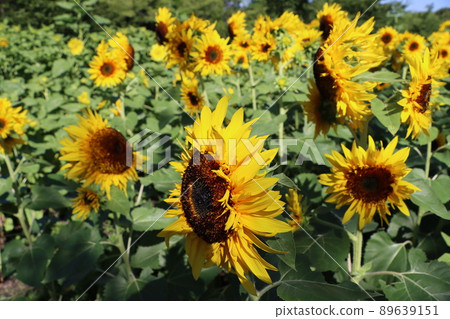 向日葵花語我只看著你 89639151