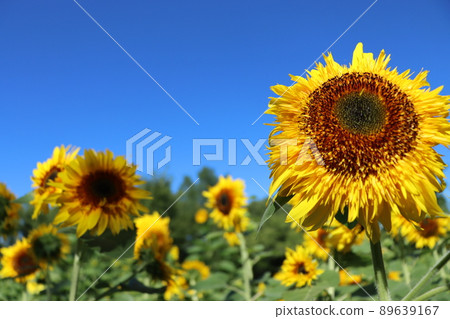 Sunflower flowers bathing in the sun towards the blue sky Sunflower flowers bathing in the sun towards the blue sky 89639167