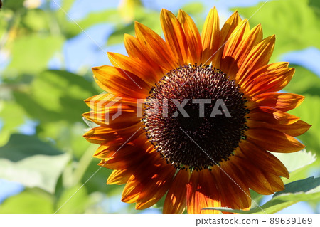 一朵棕色向日葵,在晨光中具有增強的三維效果 一朵棕色向日葵,在晨光中具有增強的三維效果 89639169