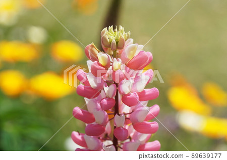 Lupine Lupine 89639177