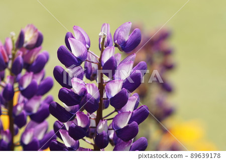 Lupine Lupine 89639178
