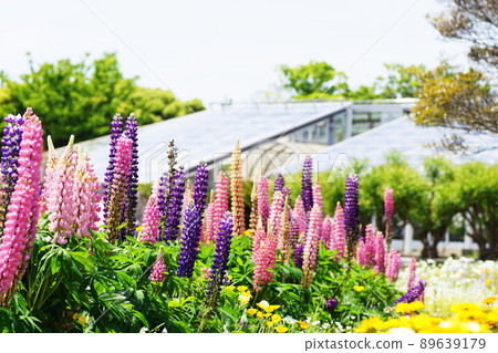 Lupine Lupine 89639179