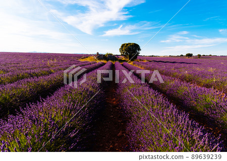 Purple Lavender Fields. Summer sunset landscape in Brihuega Purple Lavender Fields. Summer sunset landscape in Brihuega 89639239