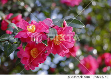 Sasanqua Sasanqua 89639240