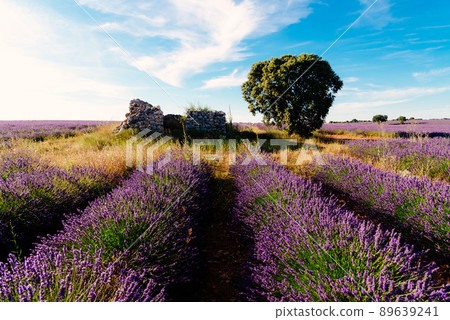 Old cottage ruins in Lavender Fields. Summer sunset landscape in Brihuega Old cottage ruins in Lavender Fields. Summer sunset landscape in Brihuega 89639241