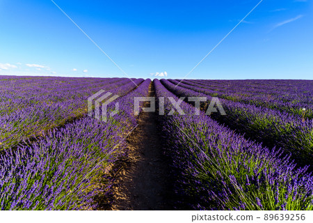 Purple Lavender Fields. Summer sunset landscape in Brihuega Purple Lavender Fields. Summer sunset landscape in Brihuega 89639256